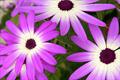 Pericallis Hybrid